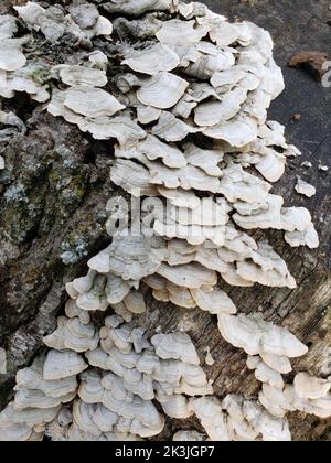 Weiße Pilze wachsen auf einem Baumstumpf Stockfoto