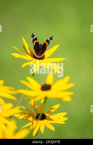 Roter Admiral Schmetterling auf gelben Rudbeckia Blumen im Herbstgarten - UK Stockfoto