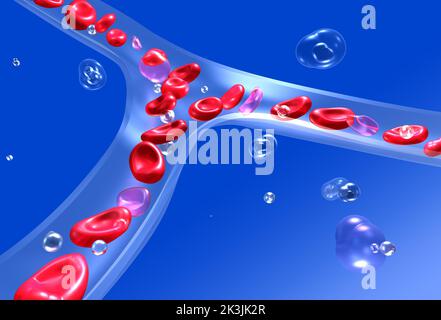 Anatomische 3D-Darstellung von roten Blutkörperchen im Blutkreislauf. Transparentes Kapillarglas auf blauem Hintergrund. Stockfoto