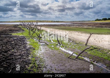 Die Überreste einer alten toten Hecke wurden an einer zurückgehenden Küste freigelegt, die durch fallende Wasserstände infolge der schweren Dürrebedingungen in Colliford La verursacht wurde Stockfoto