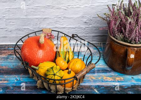 Verschiedene Zierkürbisse in einem alten Drahtkorb, der mit einer Winterheide verziert ist Stockfoto