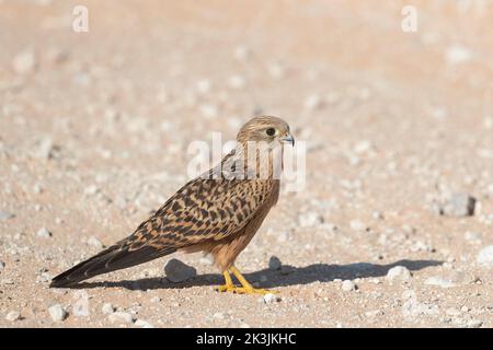 Juvenile Greater Turmfalke (Falco rupicoloides), Kgalagadi Transfrontier Park, Südafrika, Februar 2022 Stockfoto