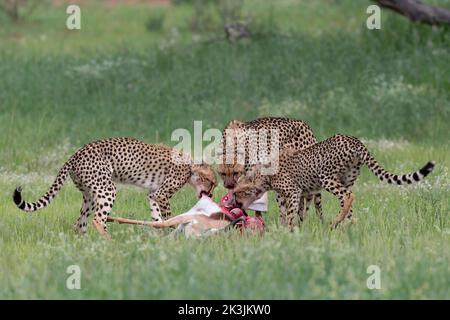 Geparden (Acinonyx jubatus), die sich an Springbok-Tötung ernähren, Kgalagadi Transfrontier Park, Nordkap, Südafrika, Februar 2022 Stockfoto