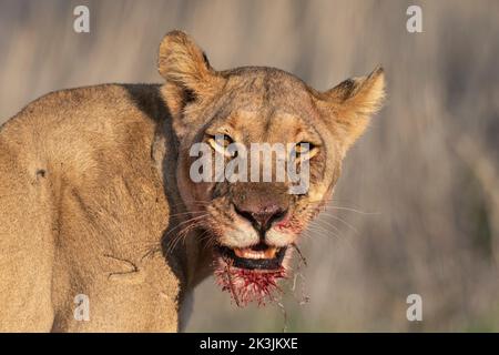 Löwin (Panthera leo) mit blutiger Schnauze, Kgalagadi Transfrontier Park, Nordkap, Südafrika Stockfoto