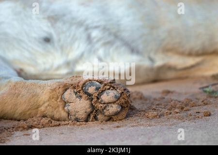 Lion (Panthera leo) Paw, Kgalagadi Transfrontier Park, Northern Cape, Südafrika Stockfoto