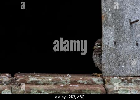 Kleine Eule (Athene noctua), kontrolliert, Cumbria, Großbritannien Stockfoto