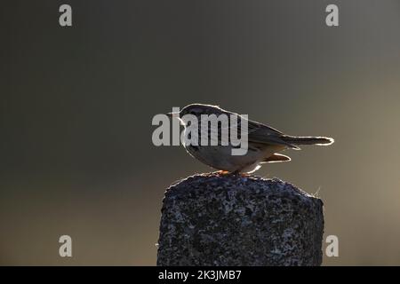 Wiesenpipit (Anthus pratensis), Northumberland National Park, Großbritannien Stockfoto