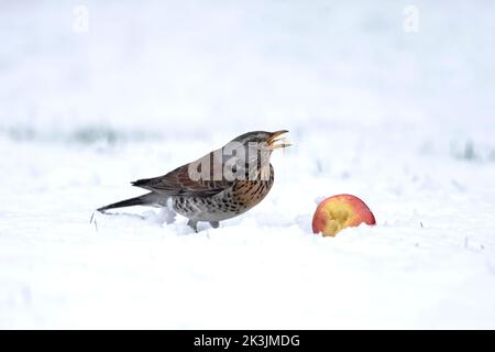 Feldfare (Turdus pilaris) im Schnee, Apfel essen, Northumberland Nationalpark, Großbritannien Stockfoto
