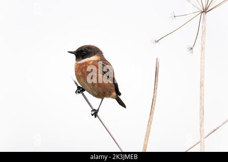 Männlicher Steinechat (Saxicola torquata), Northumberland, Großbritannien Stockfoto
