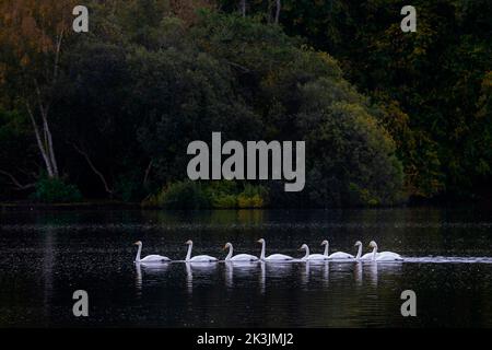 Singschwan (Cygnus cygnus), Bolam Lake Country Park, Northumberland, Großbritannien Stockfoto