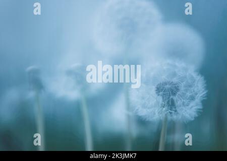 Löchenkraut, Taraxacum officinale, Saatkopf, Großbritannien Stockfoto