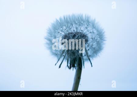 Löchenkraut, Taraxacum officinale, Saatkopf, Großbritannien Stockfoto