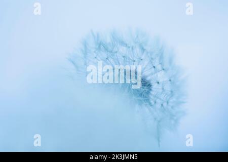 Löchenkraut, Taraxacum officinale, Saatkopf, Großbritannien Stockfoto