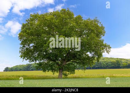 Quercus robur auf dem Land, umgeben von Feldern Stockfoto