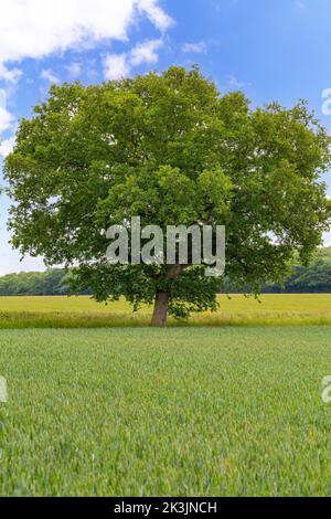 Quercus robur auf dem Land, umgeben von Feldern Stockfoto