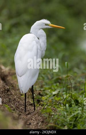 Silberreiher ruhen Stockfoto