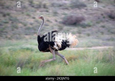 Ostrich (Struthio camelus), männlich laufend, Kgalagadi Transfrontier Park, Südafrika, Januar 2022 Stockfoto