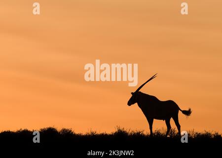 Gemsbok (Oryx gazella) bei Sonnenaufgang, Kgalagadio Transfrontier Park, Nordkap, Südafrika Stockfoto