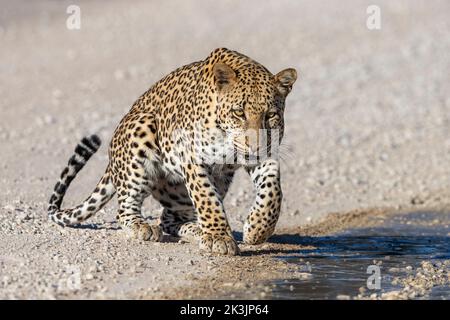 Leopardenmännchen (Panthera pardus) bei Pfütze nach Regen, Kgalagadi Transfrontier Park, Südafrika, Januar 2022 Stockfoto