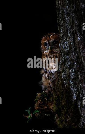 Waldkauz (Strix aluco), kontrolliert, Cumbria, Großbritannien Stockfoto