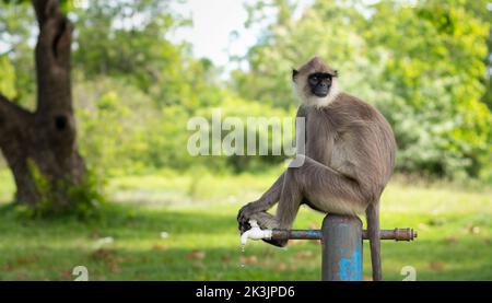 Durstiger Affe, der auf dem Wasserhahn sitzt und zurückblickt. Stockfoto