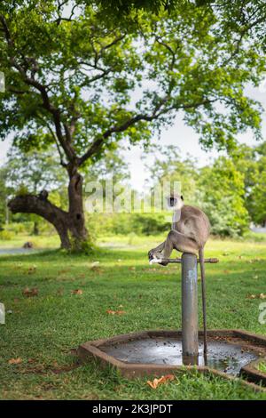 Durstige, getuftet graue Langur, die auf dem Wasserhahn sitzt und zurückblickt. Stockfoto