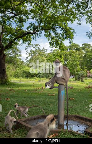 Eine Familie von getufteten grauen Languren sammelt sich in der Nähe der Wasserquelle, durstige junge Affen, umgeben von den alpha-Affen, die auf dem Wasser ta sitzen Stockfoto