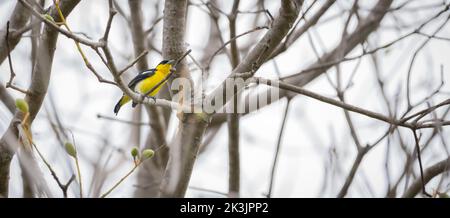 Gewöhnlicher IORA (Aegithina tiphia) männlicher Barsch auf einem Ast vor dem klaren weißen Himmelshintergrund. Stockfoto