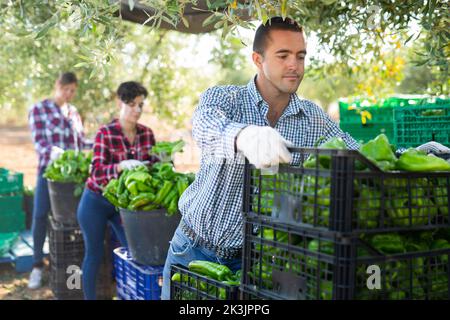 Porträt einer positiven Bäuerin, die auf dem Bauernhof eine Schachtel grüner Paprika in den Händen hält Stockfoto