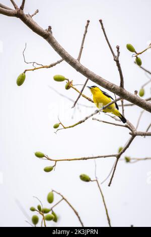 Gewöhnlicher IORA (Aegithina tiphia) männlicher Barsch auf einem Ast vor dem klaren weißen Himmelshintergrund. Stockfoto