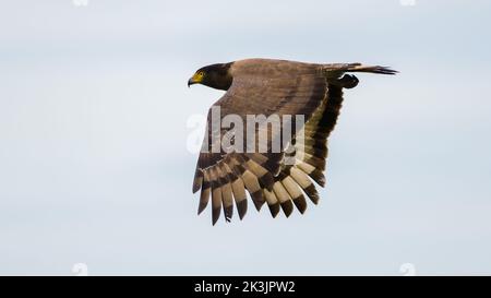 Haubenschlange Adler im Flug gegen klaren Himmel Seitenansicht, Flügel nach unten Position. Stockfoto