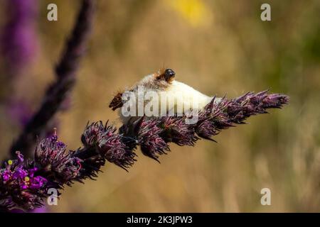 Eggarmotte aus Eiche ( Lasiocampa quercus) Raupenlarven, die ihren Kokon verlassen, der schließlich ein häufiges, tagsüber fliegendes Insekt ist, Stock-Foto-Bild Stockfoto