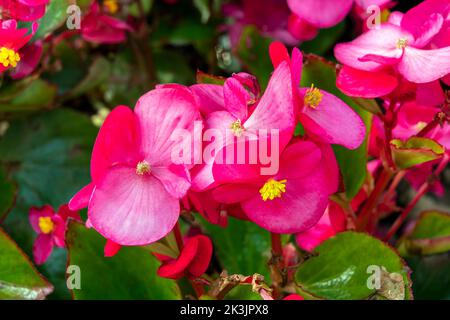 Begonia semperflorens eine jährlich im Sommer blühende Pflanze mit einer roten, rosafarbenen Sommerblüte, die allgemein als Wachs-Begonia bekannt ist, Stockfoto Stockfoto