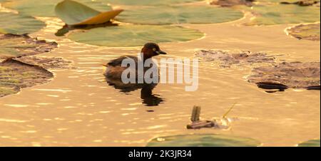 Isolierter Zwergtaucher, der am Abend auf dem See schwimmend ist. goldenes Sonnenlicht, das sich auf der Wasseroberfläche reflektiert. Stockfoto