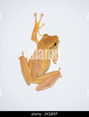 Ein isolierter indischer Baumfrosch klettert auf das Nahaufnahme-Foto der weißen Wand. Stockfoto