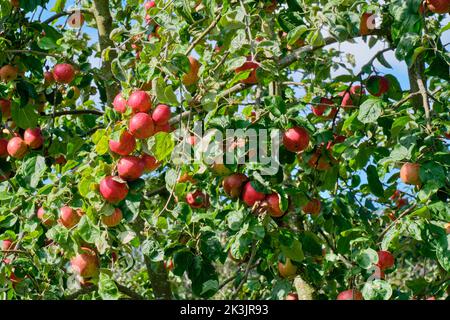 Äpfel im Obstgarten in den Jubilee Gardens, Bewdley, Worcestershire Stockfoto