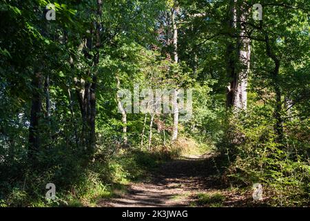 Im Frühherbst scheint die Sonne durch den Wald, Dorset, England Stockfoto