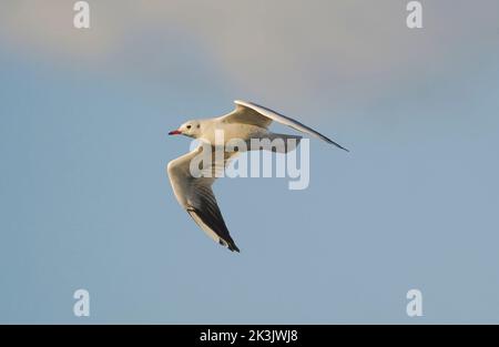Schwarzkopfmöwe (Chroicocephalus ridibundus) im Flug, fliegende Möwe, Andalusien, Spanien. Stockfoto