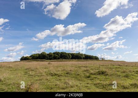 Blick auf die Festung am eisernen Hügel von Badbury Rings in Dorset, England, an einem sonnigen Herbstmorgen. Stockfoto