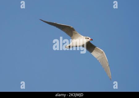 Mittelmeermöwe (Ichthyaetus melanocephalus) im Flug, Andalusien, Spanien. Stockfoto