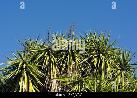Landschaftlich schöner Blick auf Yucca-Blätter gegen den sommerlichen klaren Himmel in Südfrankreich Stockfoto