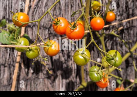 Nahaufnahme von Bio-Tomaten aus eigenem Anbau in meinem Garten in Südfrankreich Stockfoto