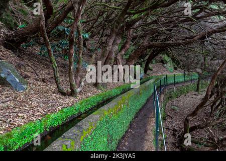 Rabacal, Naturwandergebiet der Levada do Risco Levada Wanderweg, links eine Levada Wasserleitung, Madeira, Portugal, Europa Stockfoto