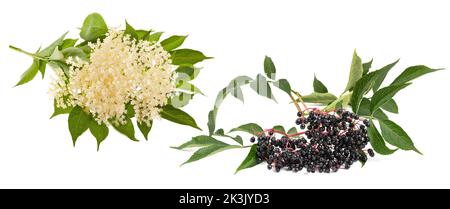 Holunderbeerzweig mit Beeren und Blüten isoliert auf weißem Hintergrund Stockfoto