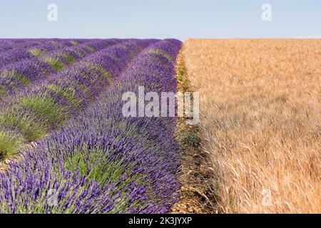Landschaftlich schöner Blick auf das Lavendelfeld in der Provence südlich von Frankreich, im Sommer von einem goldenen Weizenfeld umgeben Stockfoto