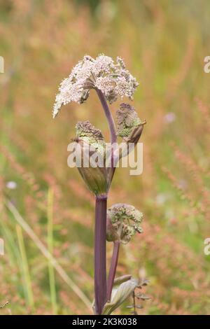 Wild Angelica, Angelica sylvestris, Nahaufnahme der sich entwickelnden Dolden, die teilweise in aufgeblasene Hüllen eingeschlossen sind Stockfoto