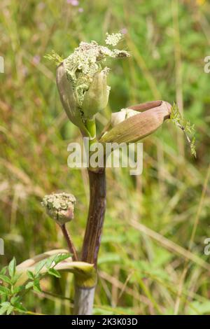 Wild Angelica, Angelica sylvestris, Nahaufnahme der sich entwickelnden Dolden, die teilweise in aufgeblasene Hüllen eingeschlossen sind Stockfoto