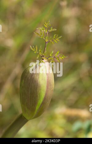 Wild Angelica, Angelica sylvestris, Nahaufnahme der sich entwickelnden Dolden, die teilweise in aufgeblasene Hüllen eingeschlossen sind Stockfoto