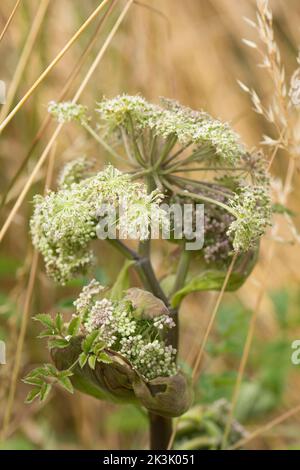 Wild Angelica, Angelica sylvestris, Nahaufnahme der sich entwickelnden Dolden, die teilweise in aufgeblasene Hüllen eingeschlossen sind Stockfoto