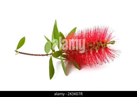 Flaschenbürste Blume isoliert auf weißem Hintergrund Stockfoto